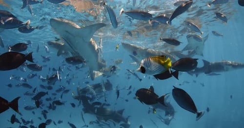 A Lot of Sharks with Tropical Fishes Underwater in Blue Sea Snorkeling with Nurse Sharks