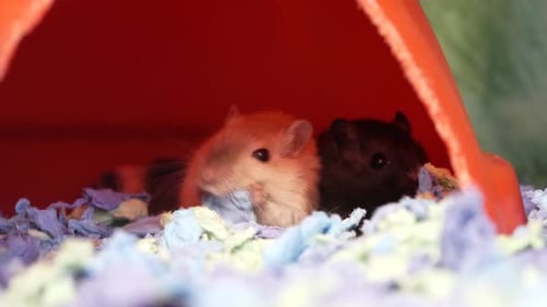 Hamsters in a cage. Cute two fluffy hamsters sit in a cave and chew food.