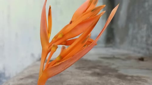 Gros plan de Heliconia Psittacorum