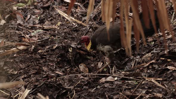 Native Australian brush turkey digging nest in a rainforest under soft ...
