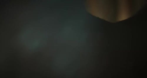 Close up of a Dark Deer in Forest