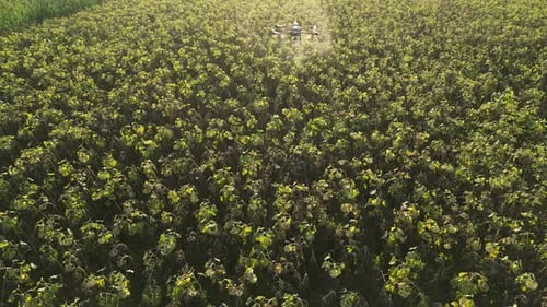 Agricultural Drone Spraying Sunflower Field 16