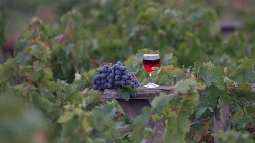 Grapes