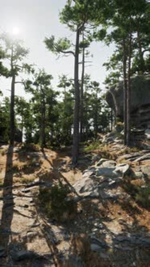 Le soleil brille à travers les arbres sur une colline rocheuse