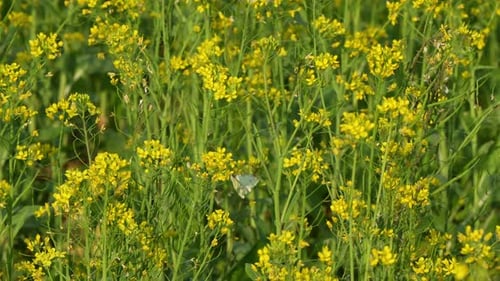Rapeseed provides good soil cover over winter to prevent soil erosion, produces biomass, suppresses