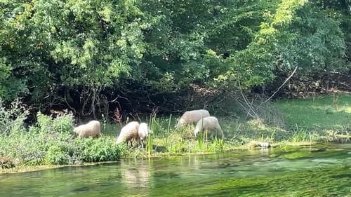A flock of sheep is grazing near the fresh water stream on a sunny day
