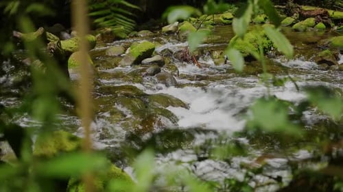 river in the deep rainforest next to rocks and lush trees
