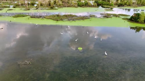 A group of egret birds are search food in a pond