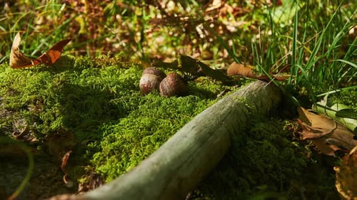Dappled sunlight sparking through the tree leaves over moss and acorns on the forest floor - unusual