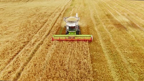 Combine Harvester Harvesting Wheat in a Field