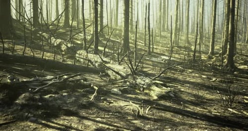 Forest Landscape with Burned Trees and Fallen Logs After a Wildfire Event