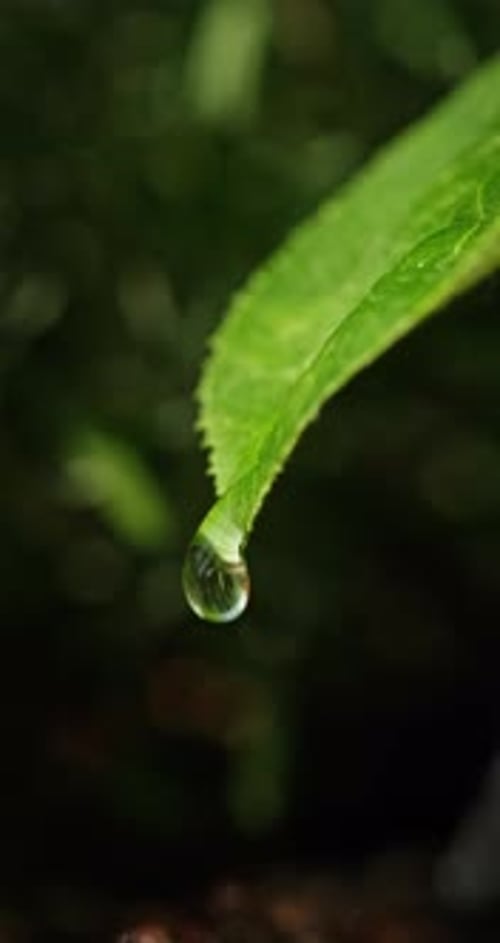 Water Droplet on the Tip of a Green Leaf Closeup View with a Blurred Background Highlighting Natural