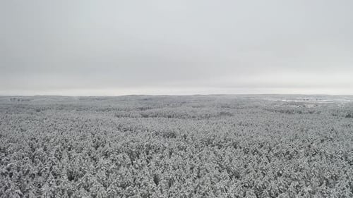 AERIAL: Massive and Vast Forest Covered with Snow on a Dull Grey Day