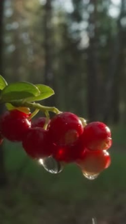 Sunlit Red Currants with Dew in Forest Morning