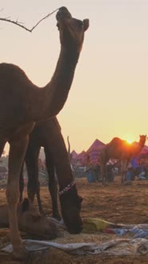 Des chameaux au festival de la foire aux chameaux de Pushkar Mela sur le terrain au lever du soleil Pushkar, Rajasthan, Inde