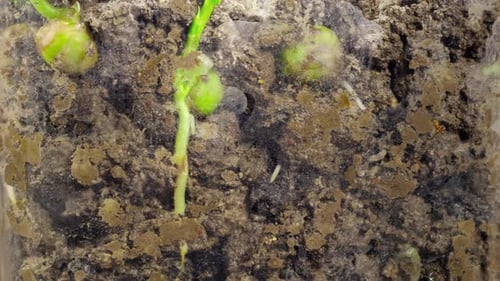 Haricots Timelapse 2K