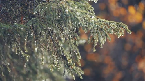 Evergreen Branches with Water Droplets in Nature