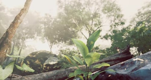 Lush Vegetation and Misty Atmosphere in a Serene Forest Setting