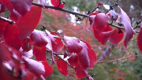 Rote Blätter des Laubbaums im Herbst.
