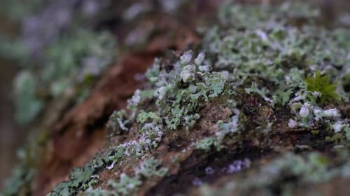 Extreme macro of a dead branch covered with lichens and mosses. Lichens are pioneer species, often g