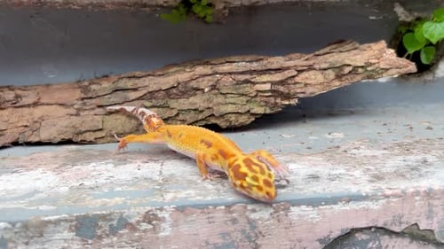 Leopard Gecko