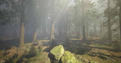 Mist Envelops Serene Forest Landscape During Early Morning Hours