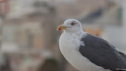 Close Up of a Seagull in an Urban Setting