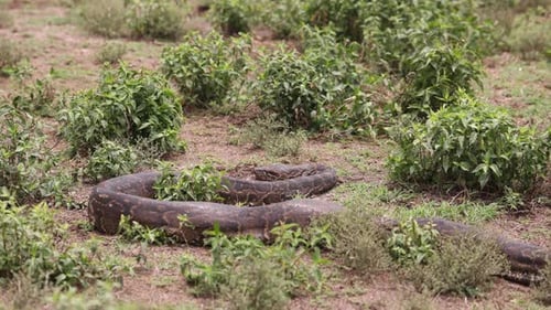 Una pitón grande se desliza por la hierba seca y los arbustos en la naturaleza de Crescent Island, Kenia