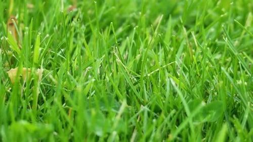 Ant Crawling Through Grass