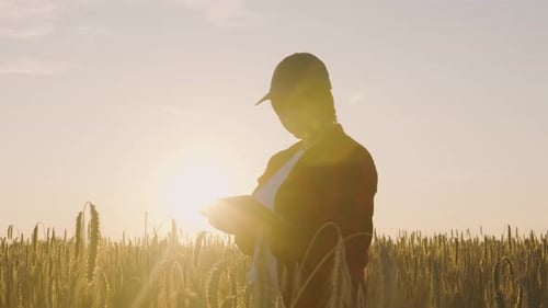 A Young Farmer Stands in a Wheat Field at Sunset Working with a Tablet