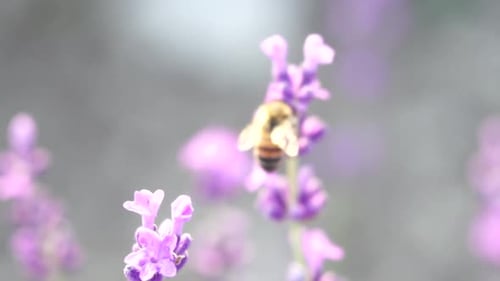 Lavendelfelder mit duftenden lila Blüten, die bei Sonnenuntergang von Bienen bestäubt werden Üppige Lavendelbüsche in