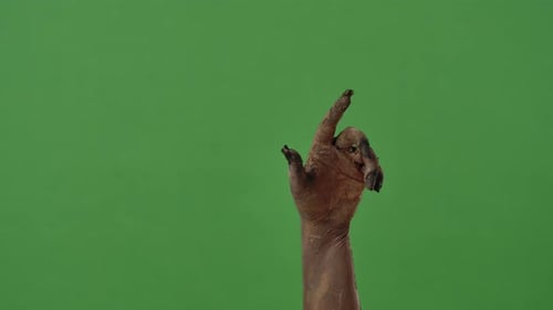 Zombie Hand Rising for Halloween Chroma Key Scene