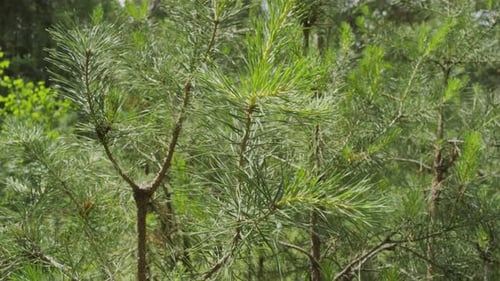 Junge Kiefernsetzlinge rascheln an einem Sommertag im Wind im Wald