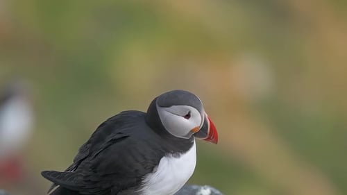 Close up view of adult puffin stretching its wings