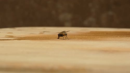 Fly Cleaning Itself in Macro Shot