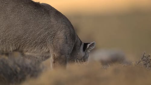 Puma Sniffing the Ground in the Wild Landscapes of Chile