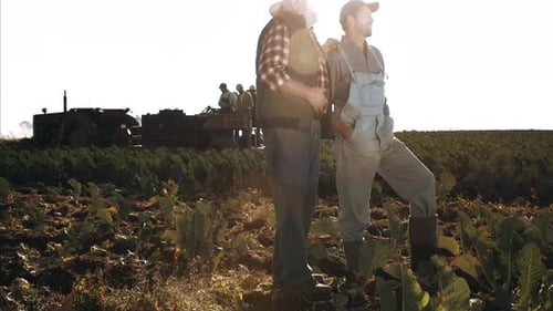 Farmers Harvesting Crops on a Farm on Sunny Day