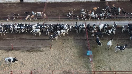 Dairy Farm in the Countryside Cows in the Stall Aerial View