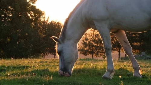 A Beautiful White Horse Grazes on a Green Meadow Against the Backdrop of Pine Trees