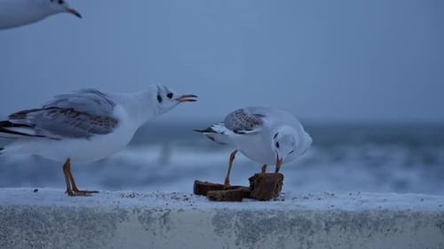 Seagulls Eating Bread Pieces on Cold Beach