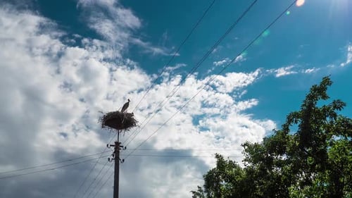 Laps de temps de cigognes dans un nid sur un pilier dans un village