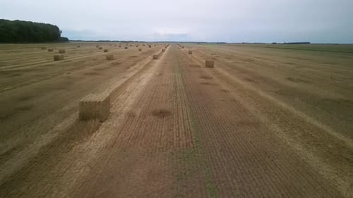 Yellow field with harvested wheat and hay bales. Aerial view of the field with square bales