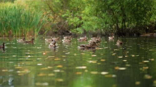 L'eau calme reflète les feuilles d'automne colorées et les canards paisibles, scène tranquille de canards nageant parmi eux
