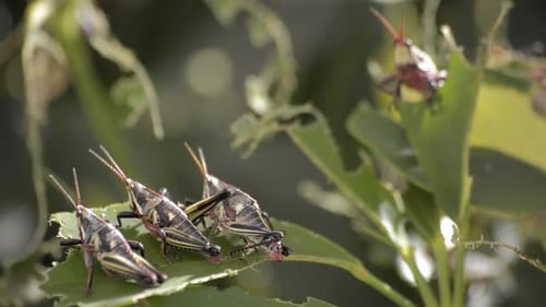 Three crickets grasshoppers resting on sharing a bitten leaf. Pest infestation concept