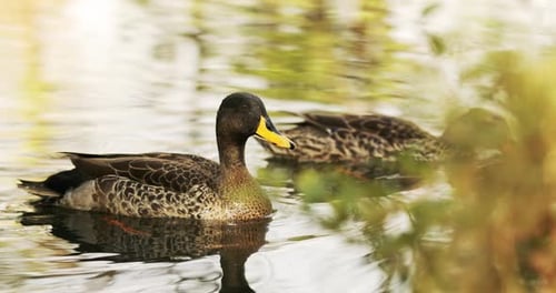 Zwei Gelbschnabelenten schwimmen friedlich im Teich