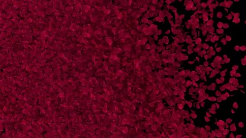 Romantic Red Rose Petals Sweeping Transition
