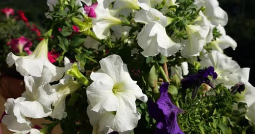 Balcony box with pink, purple and white petunia against the backdrop of a green forest