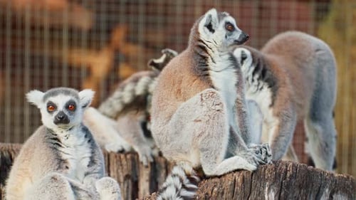 Family of Lemurs Living in Captivity in a Zoo Preservation of Rare Species of Animals
