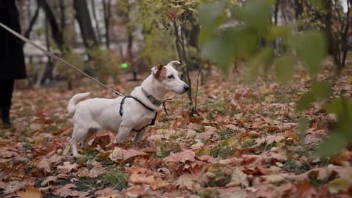 Dog breed Jack Russell Terrier on a leash in the park