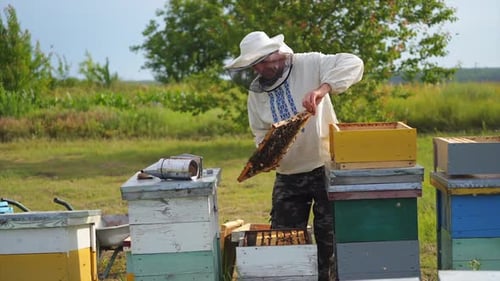 Apiculturist on a bees farm among nature. Beekeeper taking out frame full of bees and inspecting.